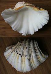 Hippopus hippopus