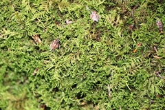Thuidium
