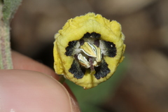 Physalis mollis mollis