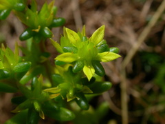 Sedum annuum