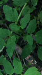 Aegopodium podagraria