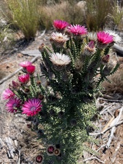 Phaenocoma prolifera