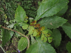 Adiantum philippense