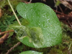 Maianthemum dilatatum
