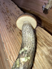 Leccinum duriusculum