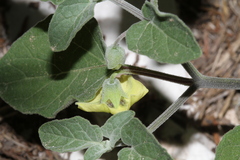 Physalis mollis mollis