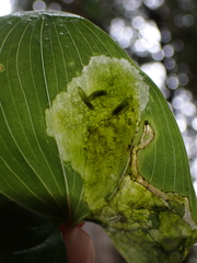Parallelomma