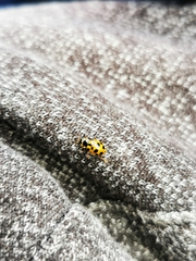 Hippodamia tredecimpunctata