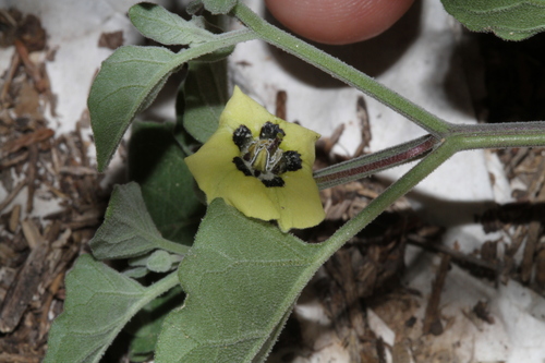 Image of Physalis mollis by (c) Reid Hardin, some rights reserved (CC BY)