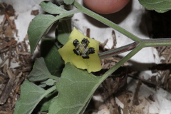 Physalis mollis mollis