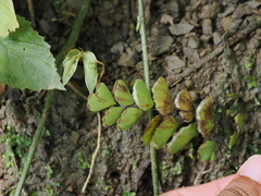Adiantum philippense