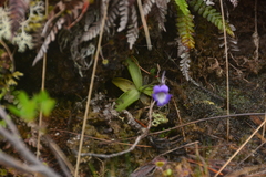 Pinguicula macroceras