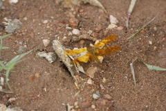 Perithemis tenera