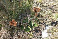 Sempervivum heuffelii