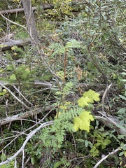 Sorbus scopulina