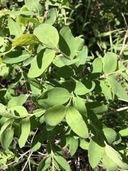 Symphoricarpos occidentalis