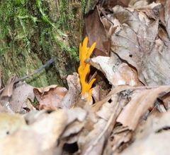 Calocera viscosa