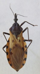 Triatoma dimidiata