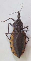 Triatoma dimidiata