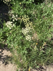 Ligusticum grayi