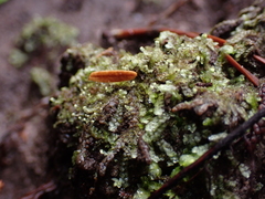 Calypogeia
