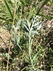 Artemisia absinthium