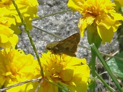 Atalopedes campestris