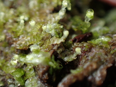Calypogeia