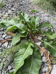 Rumex longifolius