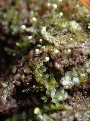 Calypogeia