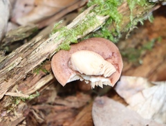 Lactarius quietus