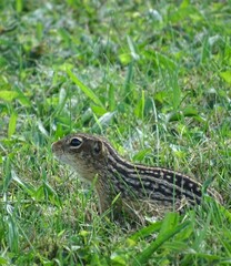Ictidomys tridecemlineatus