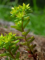 Sedum annuum