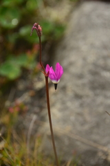 Primula jeffreyi