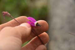 Primula jeffreyi
