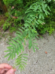 Vachellia farnesiana