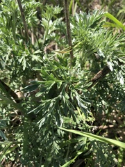 Artemisia absinthium
