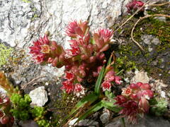 Sedum atratum