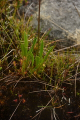 Primula jeffreyi