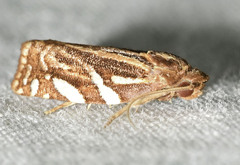 Choristoneura argentifasciata