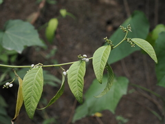 Deeringia polysperma