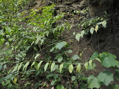 Deeringia polysperma