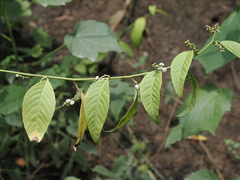 Deeringia polysperma