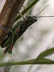 Hesperotettix viridis