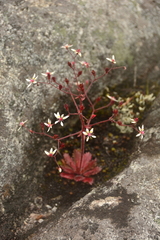 Micranthes ferruginea