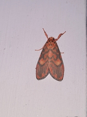 Ammatho cuneonotatus