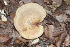 Cerioporus squamosus