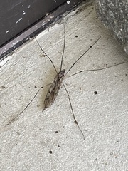 Tipula