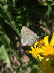 Satyrium semiluna