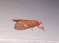 Ammatho cuneonotatus